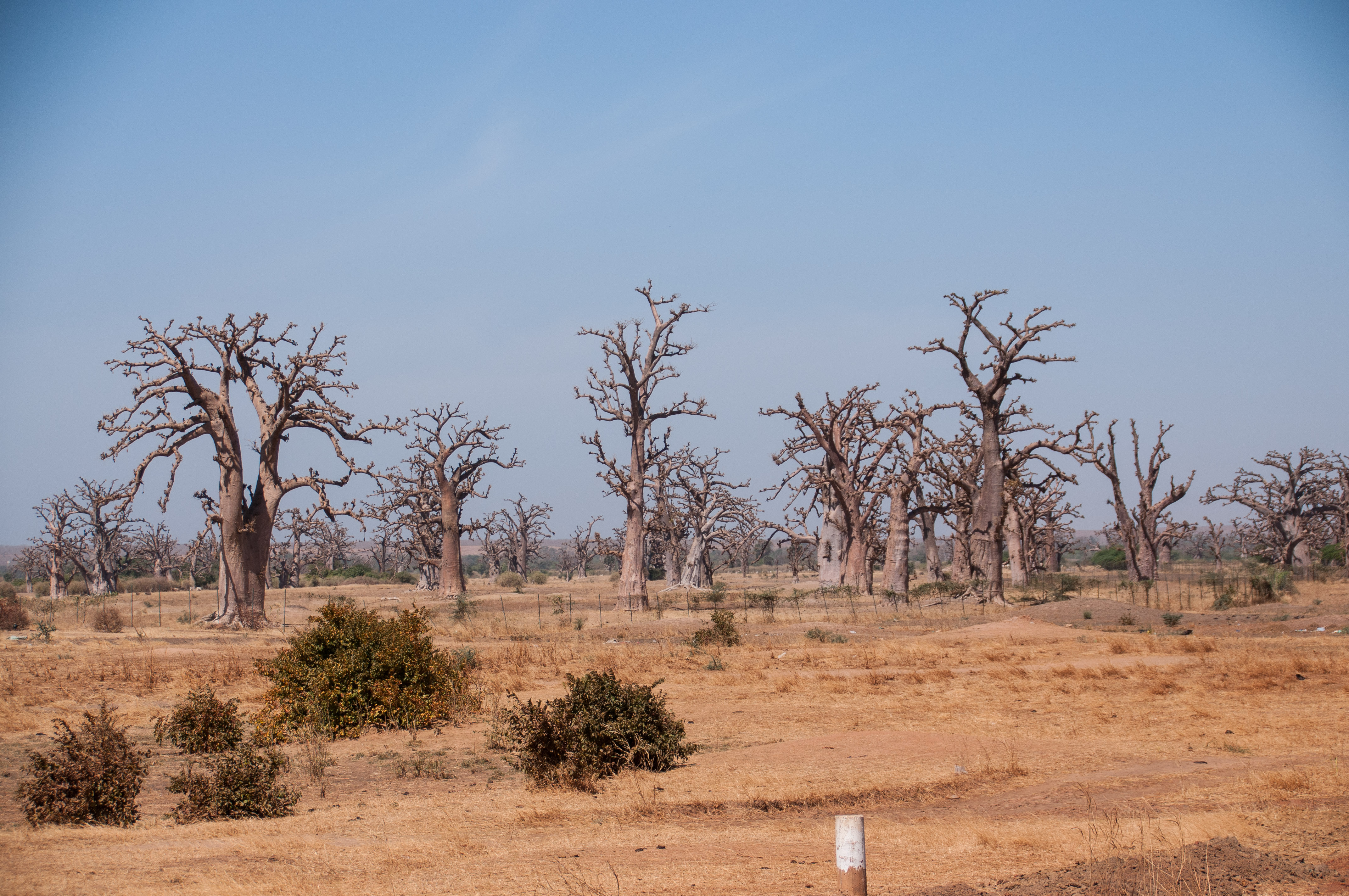 Brousse de La Somone et de Ngekokh, la forêt de Baobabs entre la Casa del Toro  et l'autoroute Dakar-M'bour en saison sèche.